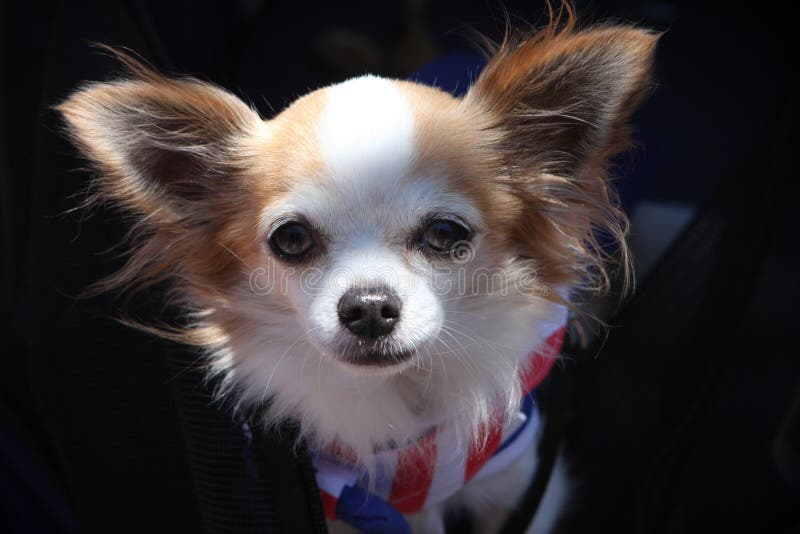 Chihuahua de cabelos compridos imagens de stock royalty free