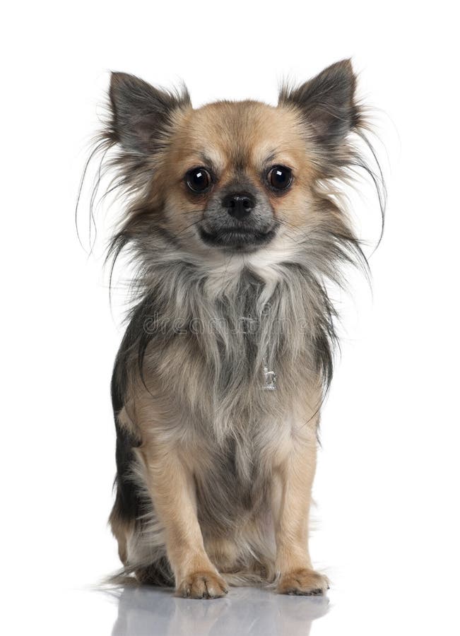 Chihuahua de cabelos compridos, 2 anos velha foto de stock