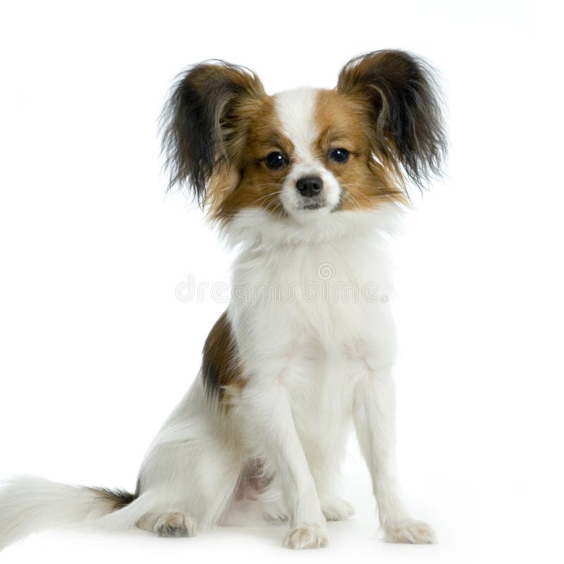 Chihuahua de cabelos compridos fotos de stock
