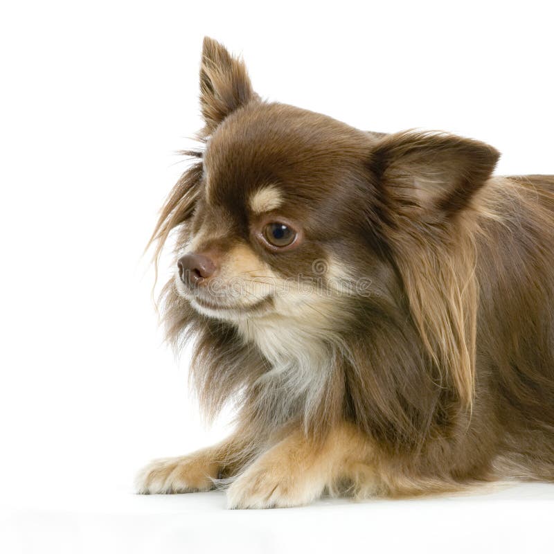 Chihuahua de cabelos compridos imagens de stock
