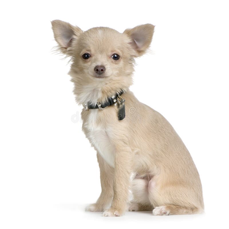 Chihuahua de cabelos compridos foto de stock royalty free