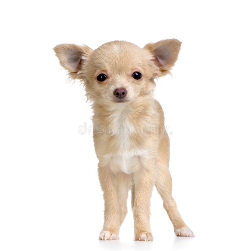 Chihuahua de cabelos compridos imagens de stock royalty free