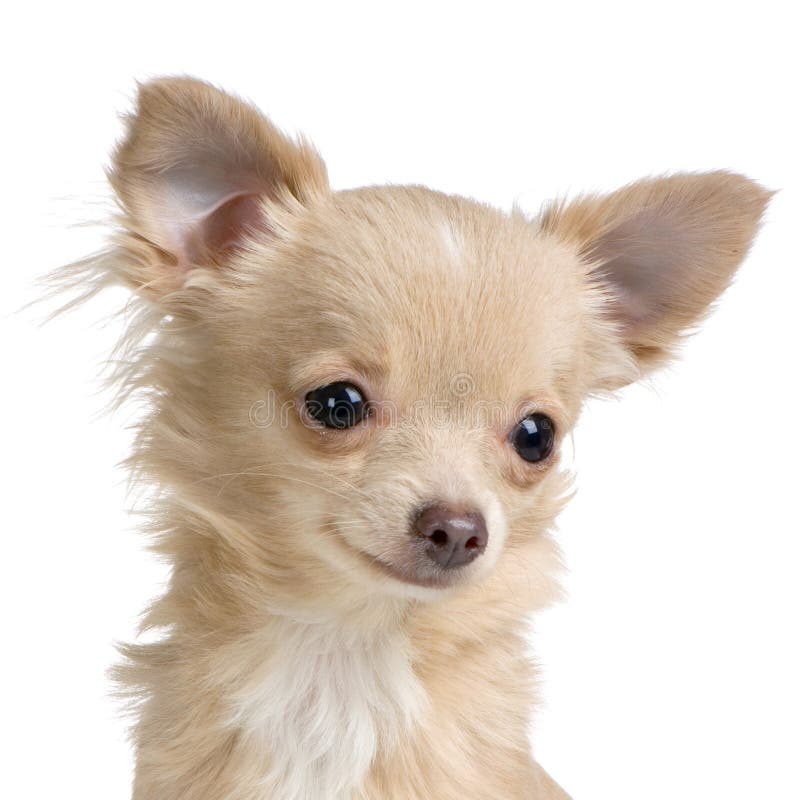 Chihuahua de cabelos compridos fotos de stock