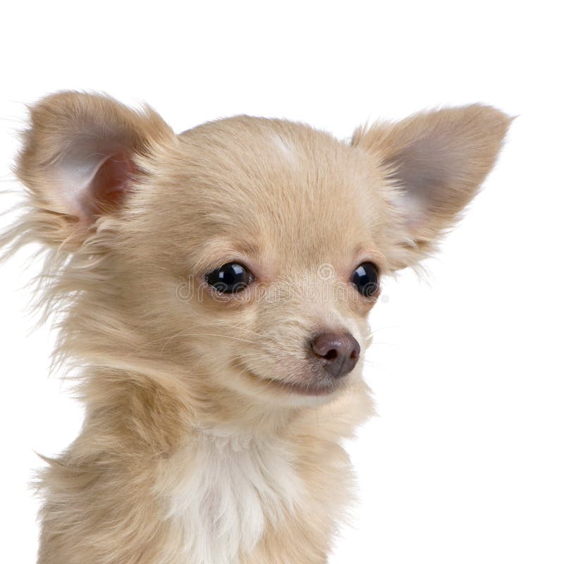 Chihuahua de cabelos compridos fotografia de stock royalty free