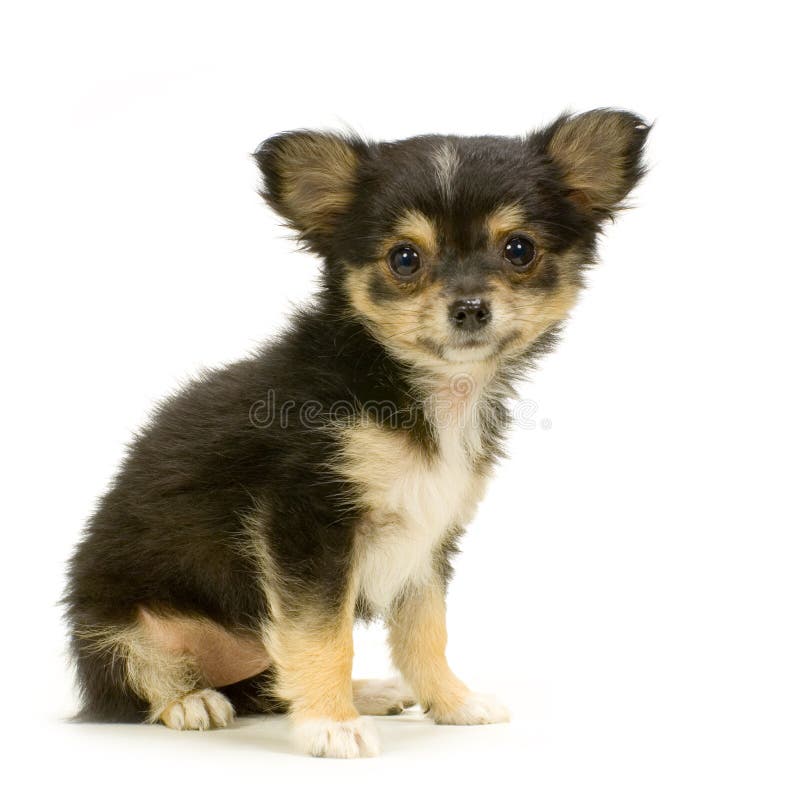 Chihuahua de cabelos compridos fotos de stock