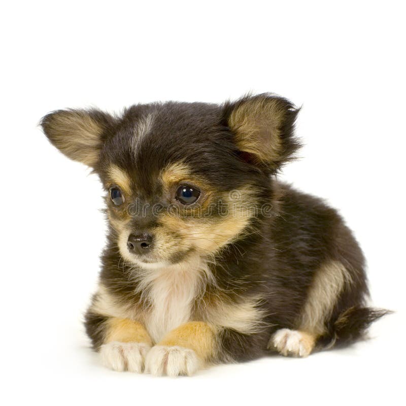 Chihuahua de cabelos compridos foto de stock