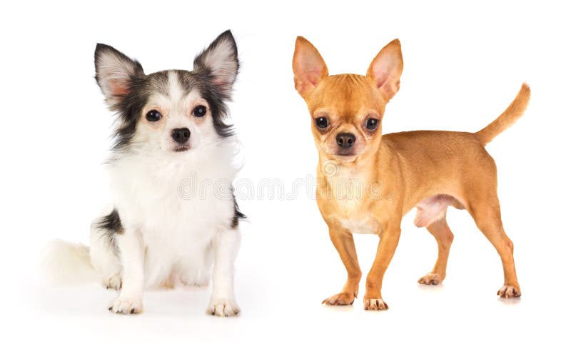 Chihuahua de cabelos compridos e de cabelos curtos foto de stock royalty free
