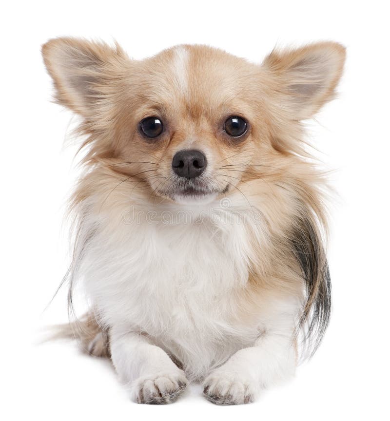 Chihuahua de cabelos compridos (o 1 anos de idade) imagens de stock
