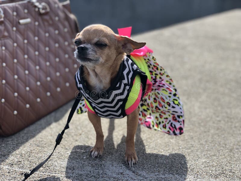 Chihuahua de la alta moda y bolso de cuero tachonado grande imagen de archivo libre de regalías Chihuahua de la alta moda y bolso de cuero tachonado grande imagen de archivo libre de regalías