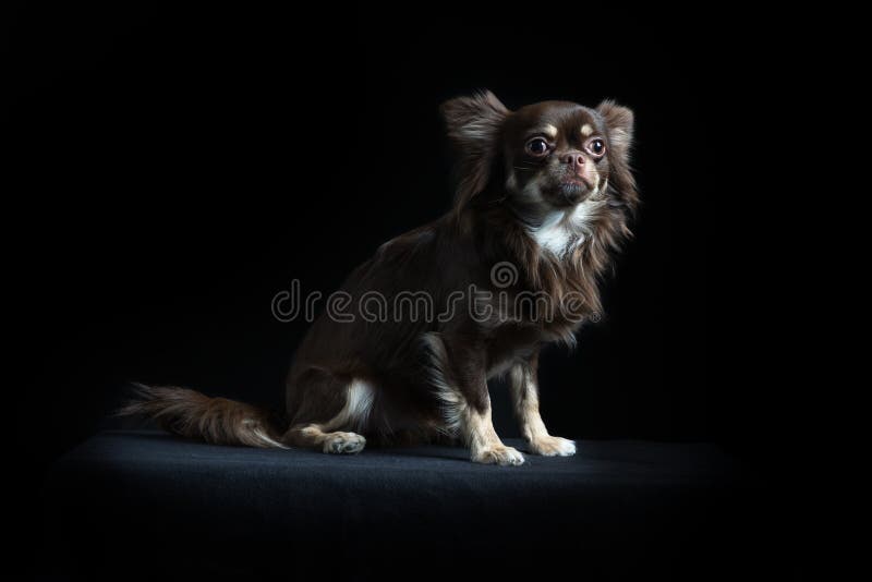 Chihuahua de pelo largo masculina en fondo negro imagen de archivo libre de regalías Chihuahua de pelo largo masculina en fondo negro imagen de archivo libre de regalías