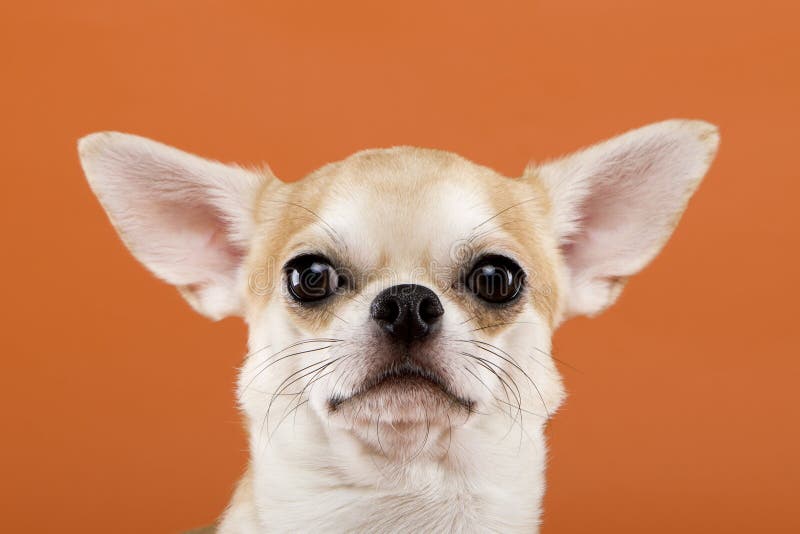 Chihuahua royalty free stock photos Chihuahua royalty free stock photos