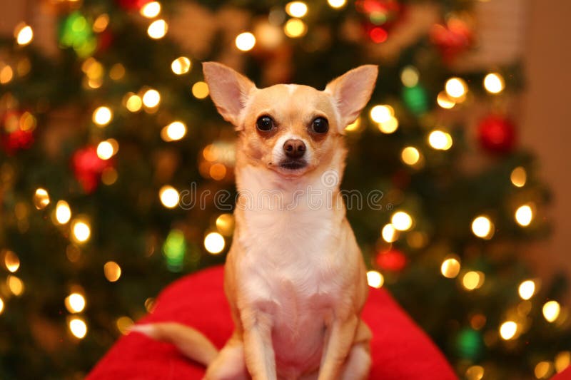 Chihuahua delante de luces de la Navidad imagen de archivo libre de regalías