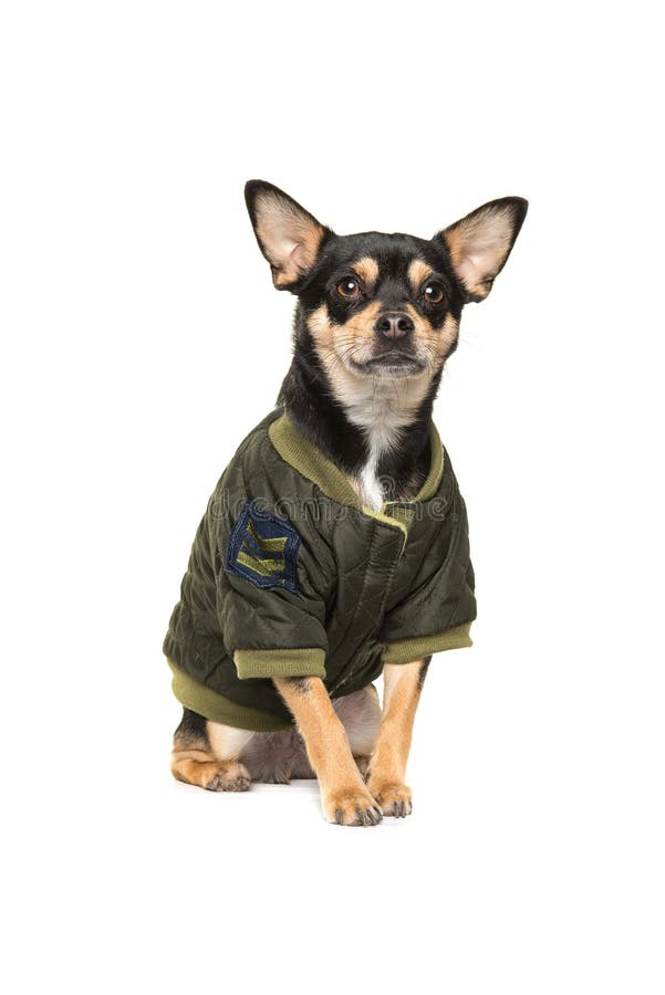 Chihuahua di seduta sveglia che porta un cappotto fresco di inverno dell'esercito immagini stock Chihuahua di seduta sveglia che porta un cappotto fresco di inverno dell'esercito immagini stock