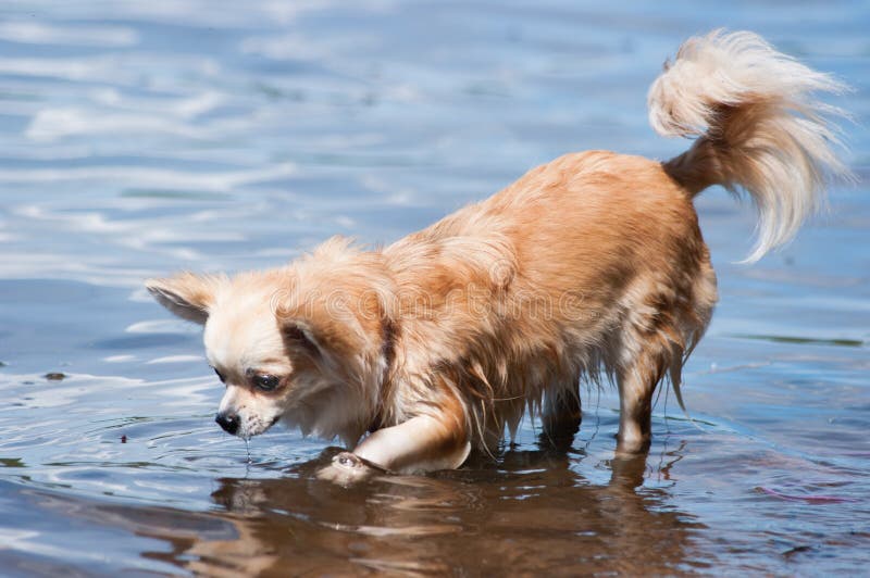 Chihuahua im Wasser stockbild. Bild von welpe, mini, klein 25943777