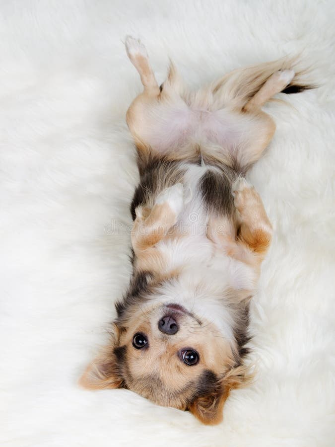 Chihuahua, die zurück auf ihr auf weißem flaumigem Pelz liegen stockbilder