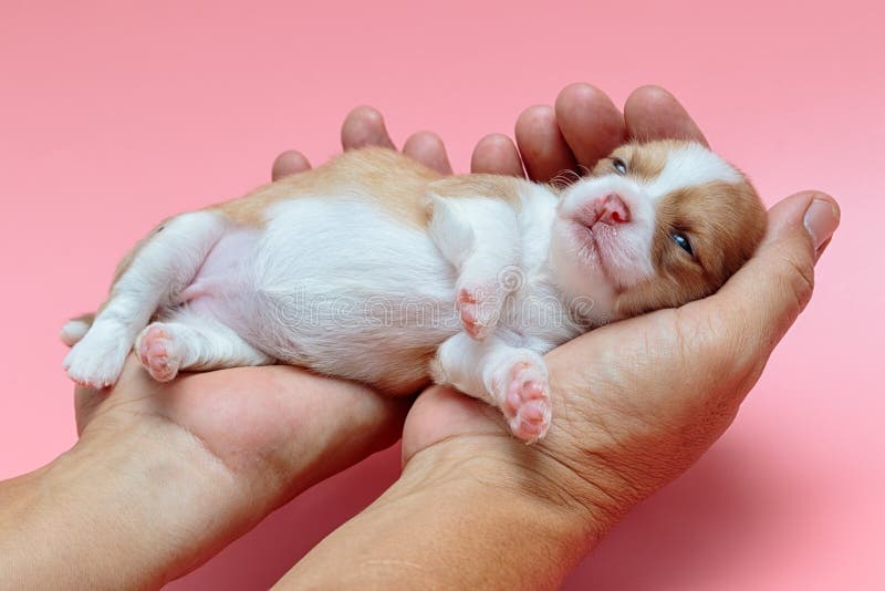 a chihuahua do cachorrinho dorme na mão do ` s do homem imagem de stock a chihuahua do cachorrinho dorme na mão do ` s do homem imagem de stock