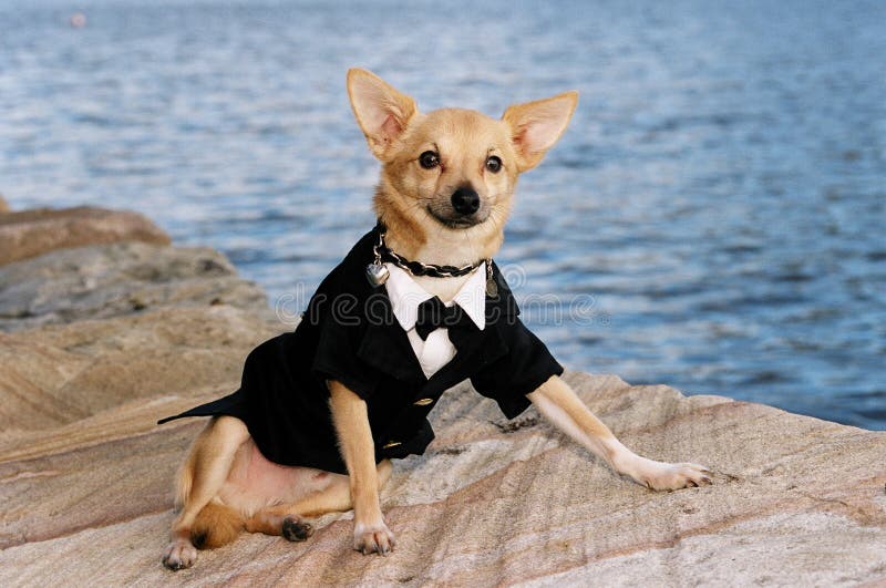 Chihuahua Cavalheiro imagens de stock royalty free