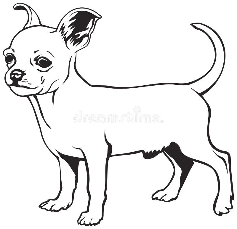 Chihuahua dog breed royalty free illustration Chihuahua dog breed royalty free illustration