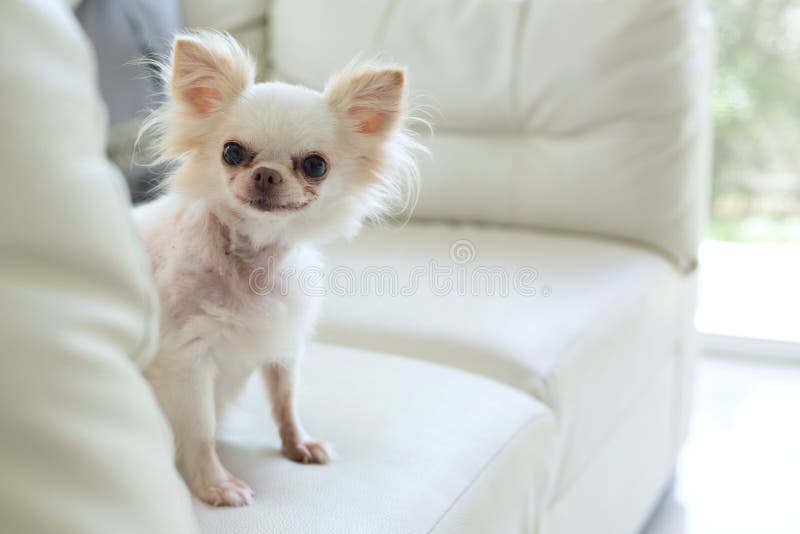 White chihuahua dog cute pet happy smile in home with seat sofa furniture interior decor in living room