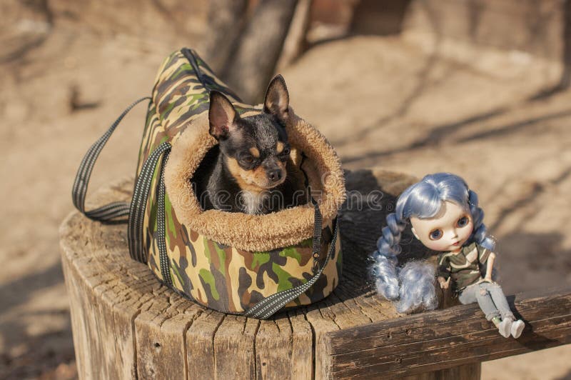 Chihuahua dog. Doll. The dog is in the bag for dogs. Chihuahua and a doll with blue hair on the street on a stump