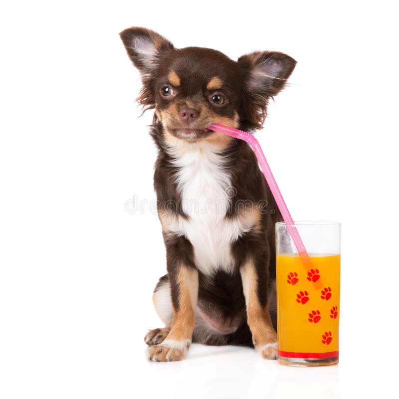 is orange juice good for dogs