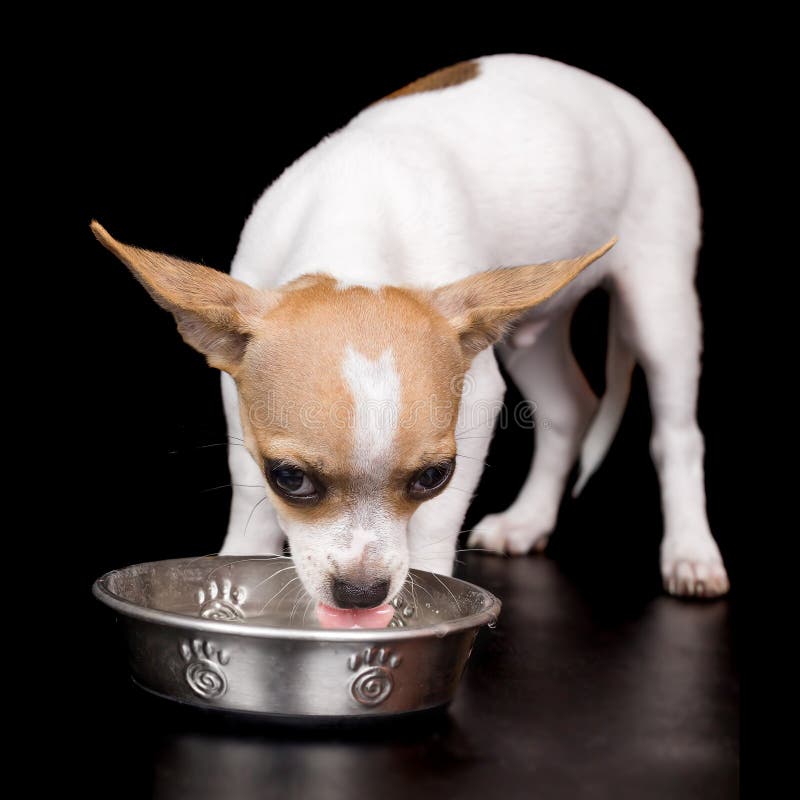 Cute chihuahua dog drinking water isolated on a black background. Single mini stock images, royalty-free photos and pictures