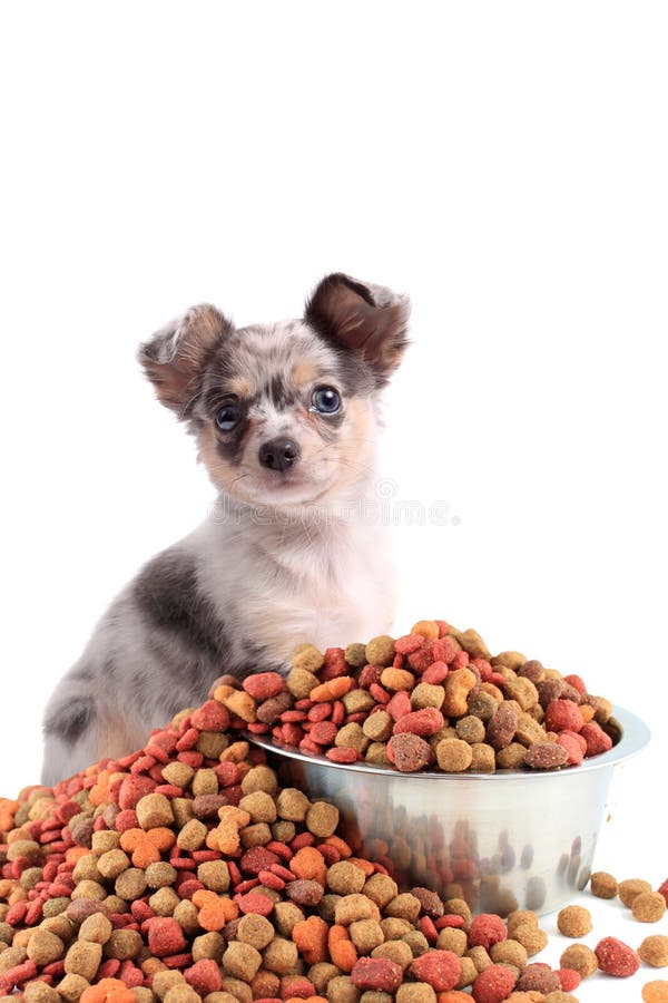 Chihuahua and dog food stock image. Image of spilling