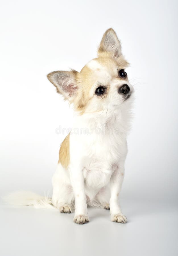 Chihuahua dog with funny tilting head