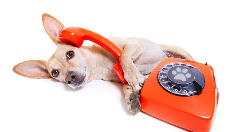 Dog on the phone