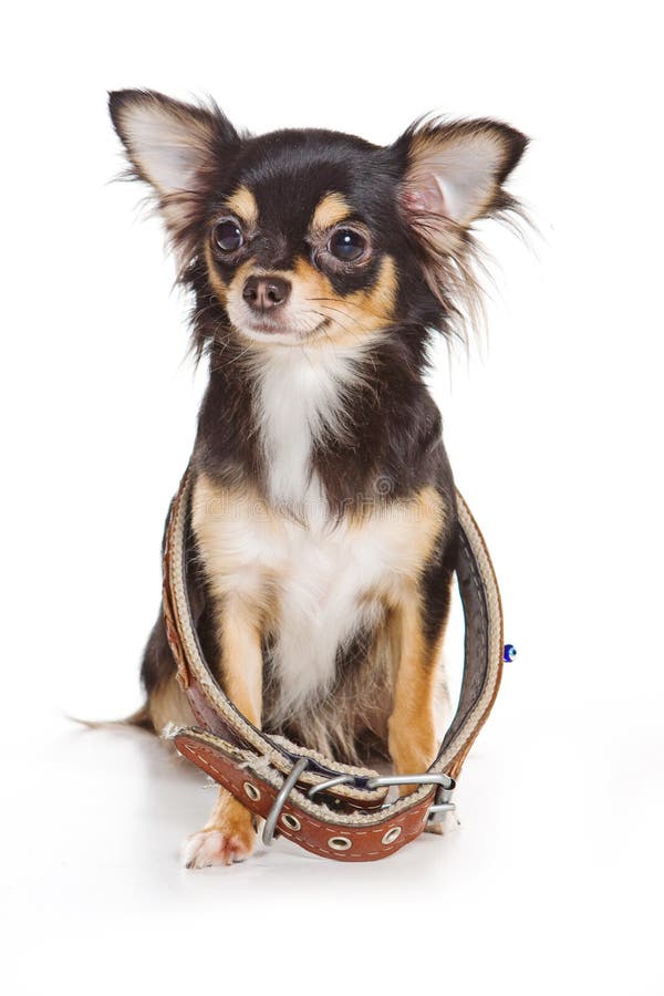Chihuahua Dog in a Large Collar Isolated on White Stock Photo Image