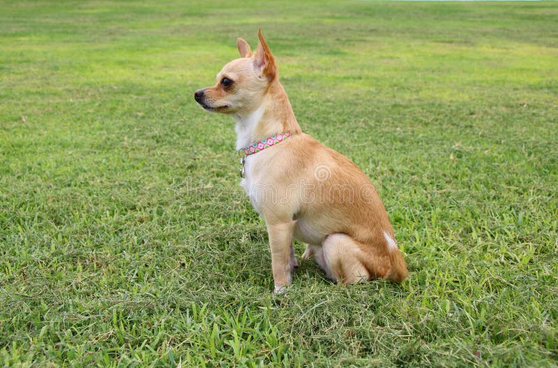 Chihuahua Dog Outdoor royalty free stock image Chihuahua Dog Outdoor royalty free stock image