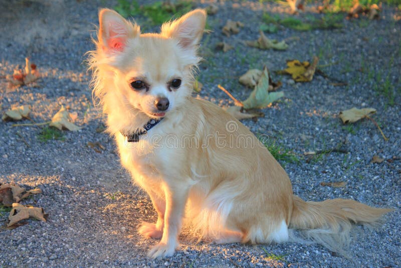 A Chihuahua Dog in a park