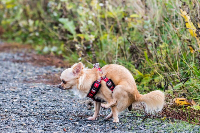 Chihuahua Dog Pooping on the Street Stock Image Image of small