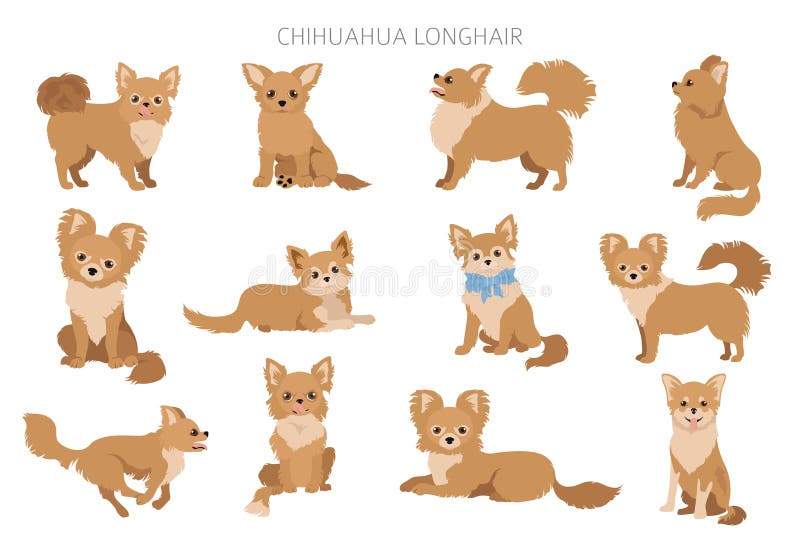 Cartoon Chihuahuas Stock Illustrations – 48 Cartoon Chihuahuas Stock  Illustrations, Vectors & Clipart - Dreamstime