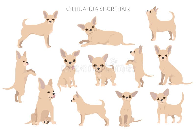 Cartoon Chihuahuas Stock Illustrations – 48 Cartoon Chihuahuas Stock Illustrations, Vectors & Clipart - Dreamstime Cartoon Chihuahuas Stock Illustrations – 48 Cartoon Chihuahuas Stock Illustrations, Vectors & Clipart - Dreamstime