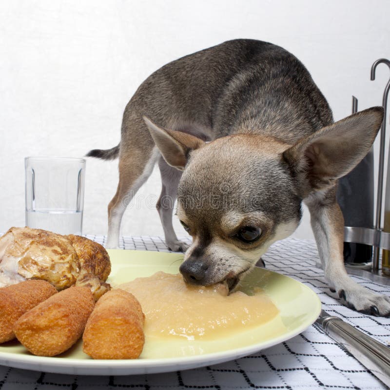 Chihuahua Eating Food From Plate On Table Stock Image