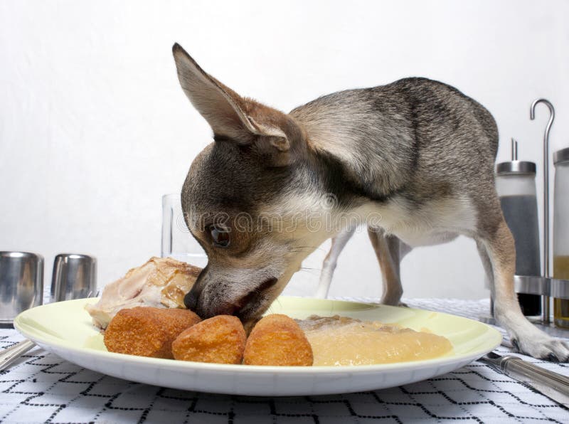 Chihuahua eating food from plate on table