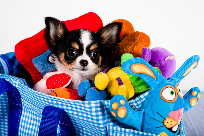 Chihuahua in einem tragenden Beutel lizenzfreie stockbilder Chihuahua in einem tragenden Beutel lizenzfreie stockbilder