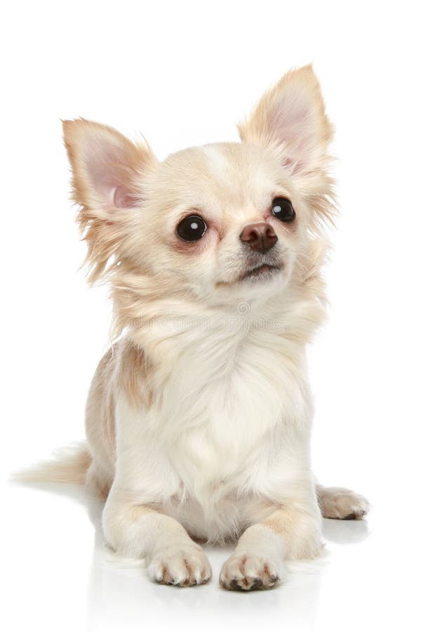 Chihuahua em um fundo branco