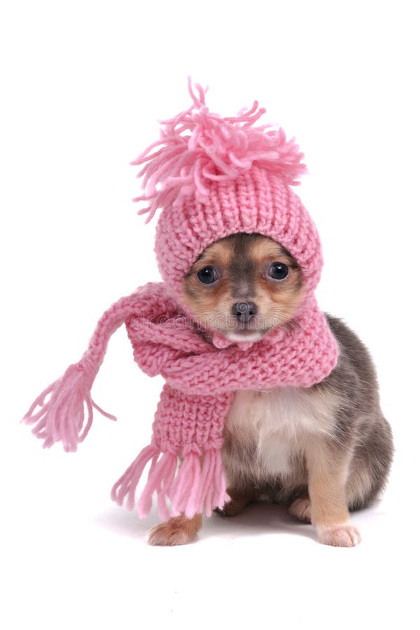 Chihuahua En Ropa Del Invierno Imagen de - Imagen de amigo, purebred: 17418281