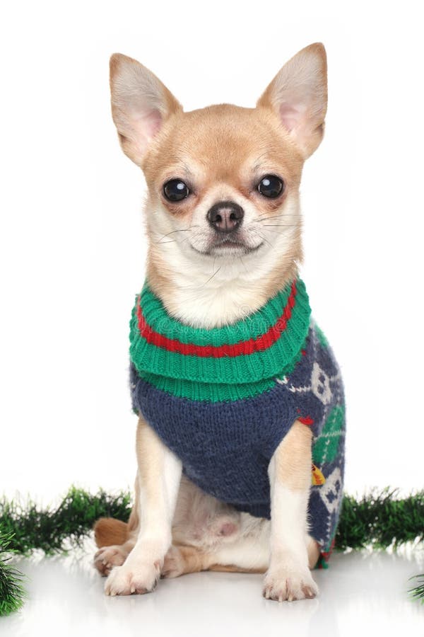 Chihuahua En Ropa Del Invierno Imagen de archivo - Imagen espigado, mascota: