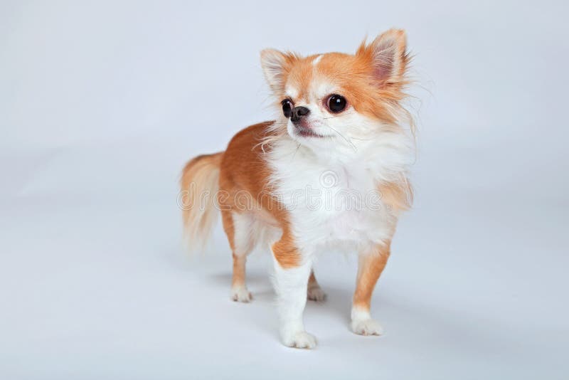 Chihuahua royaltyfria foton