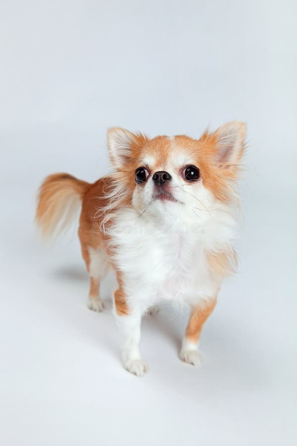 Chihuahua royaltyfri fotografi