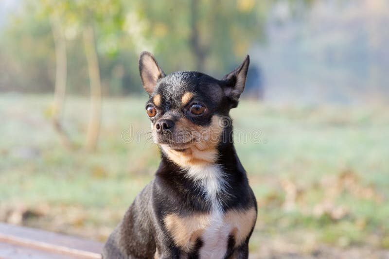 Chihuahua está sentado en la banca Un bello perro chihuahua parado frente a la cámara chihuahua tiene una mirada descarada El perro camina por el parque Color blanco-negro de chihuahua en otoño