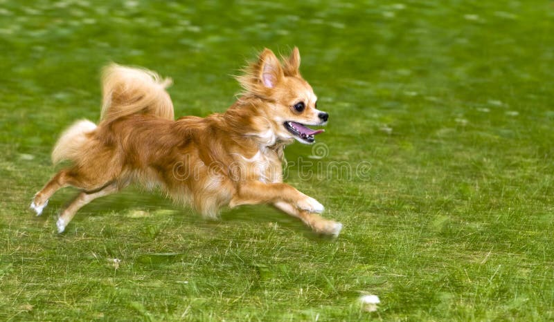Chihuahua flama-vermelha Running