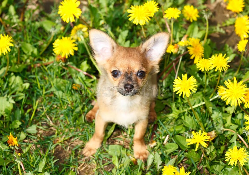 Chihuahua in grass