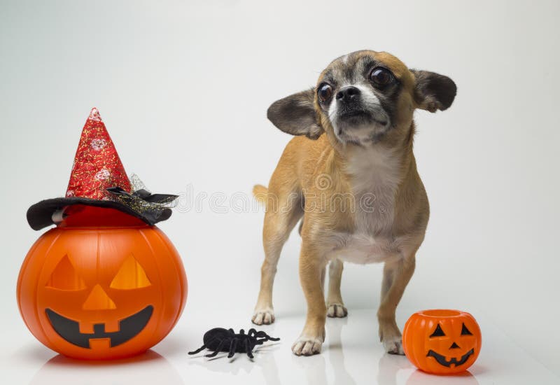Chihuahua with Halloween Pumpkin Stock Photo Image of white, doggy