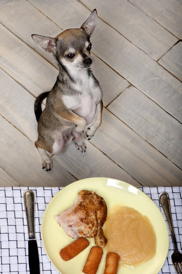 Chihuahua on hind legs to look at food on table