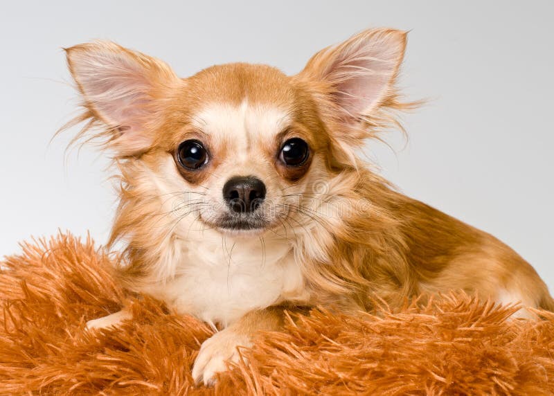 Chihuahua i studio royaltyfria foton