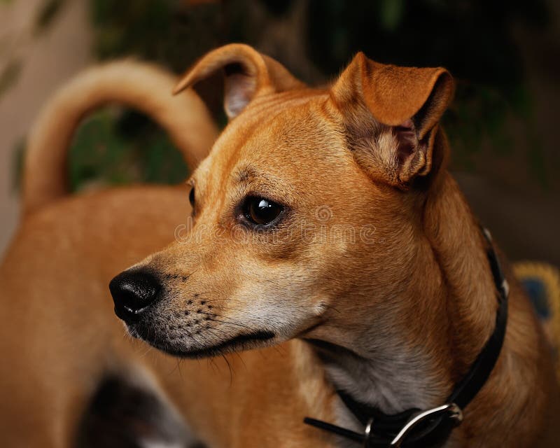 Jack Russell Terrier Chihuahua Mix Black artklutz